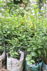 Water jasmine flower plant on pot in nursery