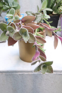 Tradescantia sillamontana leaf and succulent plant