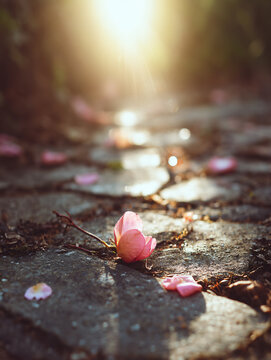 Pink Flower Petal Path Street Blooming Nature Spring Sunset Light Romantic Soft Tranquility Zen Landscape garden Beauty Peaceful Growth Seasonal Earth rant