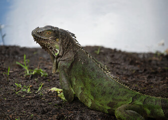 Iguana female with green and black skin and gold eye is resting on dark brown soil overlooking blurred blue gray water.