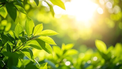 Obraz premium Fresh green leaves bathed in warm sunlight, creating a serene and natural backdrop