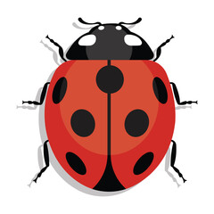Obraz premium Vector ladybirds pattern