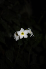 Photo of white frangipani flowers in a bouquet isolated on background