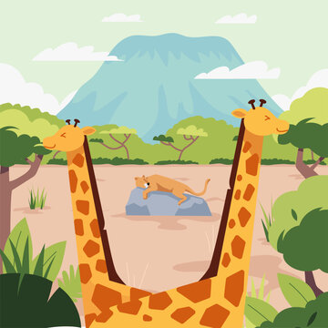 2 Giraffe eats in Savana Grassland and lion sleeping