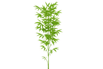 Fototapeta premium Green bamboo plant growing with transparent background