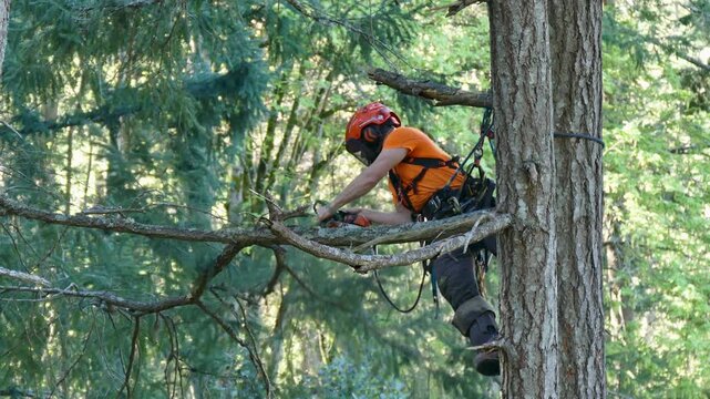 Arborist leans out and cuts branch with a chainsaw