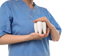 Expert shows tooth model for patient education, on white background
