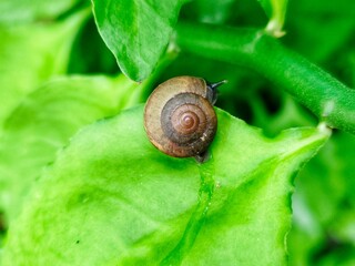 A small snail is walking on a green leaf.
