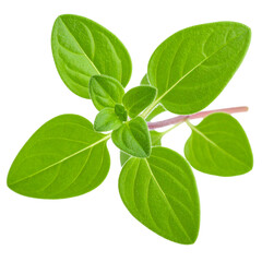 Fototapeta premium Oregano Green Leaves Isolated On White Background: A vibrant close-up of a single, fresh oregano plant, its lush green leaves radiating natural beauty, freshness, and the essence of culinary delight.