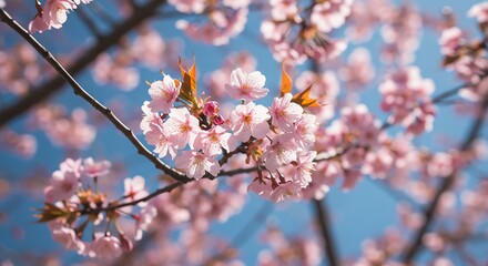 Obraz premium Cherry blossoms bloom against a clear blue sky