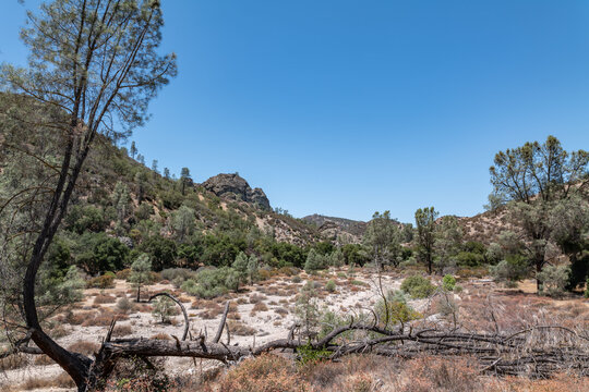 West Frok Chalone Creek.Old Pinnacles Trail, Pinnacles National Park, California. Gabilan Range. Pinus sabiniana, towani pine, foothill pine, gray pine, ghost pine