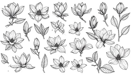 Delicate monochrome line art: an assortment of magnolia blossoms in full bloom
