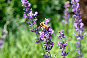 Busy bee collects nectar from lavender flowers in a sunny garden during early summer