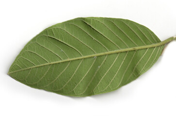 Obraz premium guava leaf isolated on white background