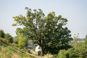Experience the excitement of axe throwing at a backyard gathering in summer's golden light
