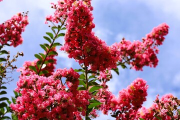 crape myrtle