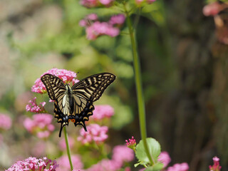 An Asian swallowtail butterfly, or Papilio xuthus, is captured with its wings spread wide, resting on a pink flower. 