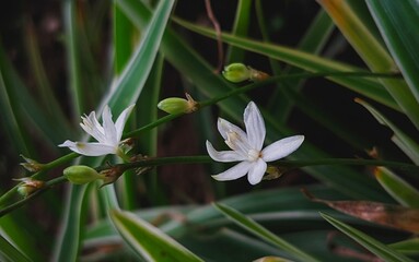 Delicate white flowers bloom gracefully among slender green leaves, their soft petals glowing against the dark background, creating a serene and natural elegance.