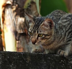 A focused tabby cat crouches on a stone wall, its golden eyes locked on a target, ready to pounce...