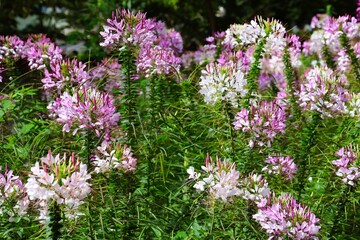 Spider flowers