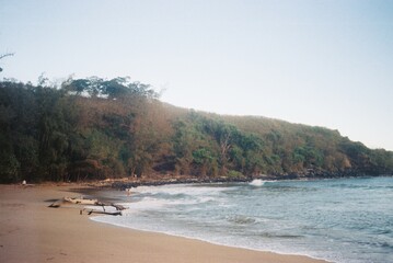 Vintage Film Photography of Tropical Hawaii Beach and Coastal Grasses