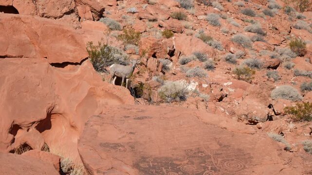 Bighorn Sheep beside a pre-Columbian petroglyph rock in Valley of Fire State Park in Nevada