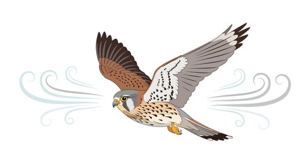 Obraz premium Artwork of a Kestrel in Flight with Stylized Wind Illustration on White Background