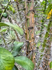 Rhodocactus grandifolius, Pereskia grandifolia, Kaktus Mawar