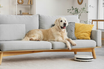 Cute Labrador Retriever dog on sofa and robot vacuum cleaner in room