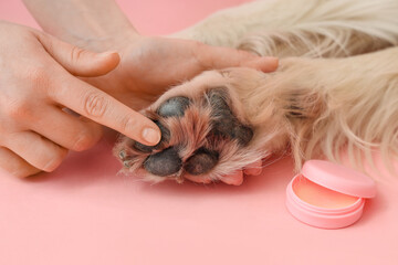 Owner applying ointment onto dog's paw on pink background © Pixel-Shot