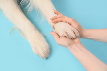 Owner holding paw of cute dog on blue background © Pixel-Shot