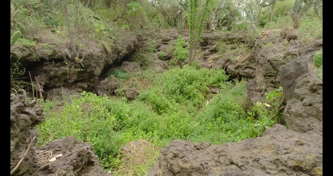 Low wide angle of Rock Hyrax ( Procavia capensis) jumping on rocky terrain with green vegetation at midday in Kenya
