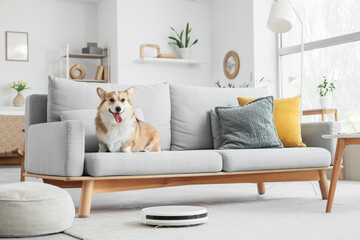 Cute Welsh Corgi dog on sofa and robot vacuum cleaner in room