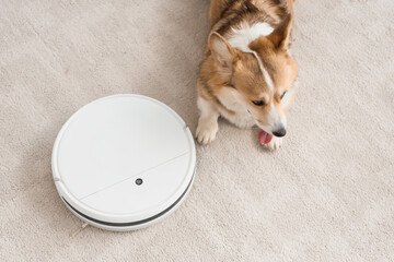 Cute Welsh Corgi dog and robot vacuum cleaner in room, top view