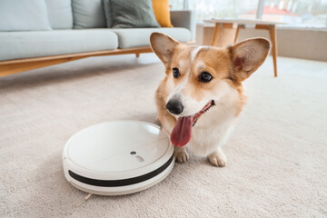 Cute Welsh Corgi dog and robot vacuum cleaner in room