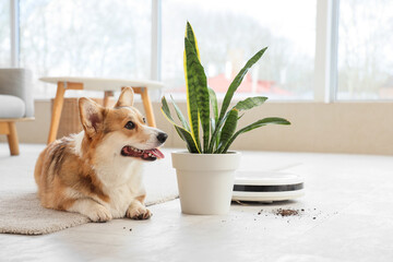 Cute Welsh Corgi dog with houseplant and robot vacuum cleaner in room