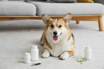 Corgi dog with set of anti-parasitic remedies at home
