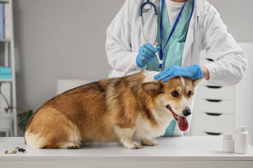 Doctor applying spot-on flea medication on hair of dog in clinic