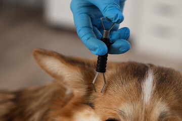 Doctor with dog and tick remover in clinic, closeup