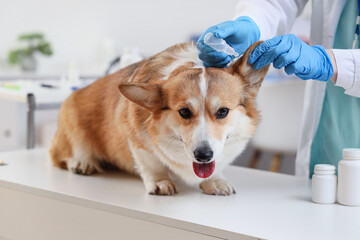 Veterinarian putting anti-parasitic drops into dog's ear in clinic