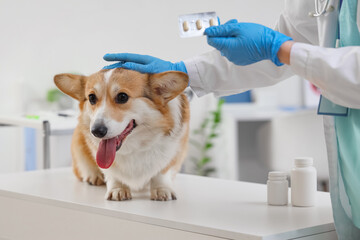 Veterinarian with anti-parasitic pills for dog in clinic