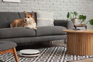 Cute Welsh Corgi dog on sofa and robot vacuum cleaner in room