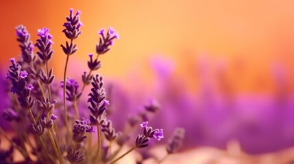 Obraz premium A close-up of lavender flowers against a blurred, colorful background.