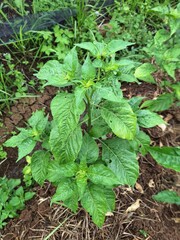chilli plant