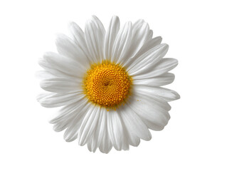 Single White Daisy With Yellow Center On Transparent Background, PNG