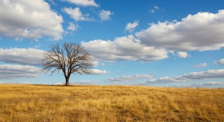 Obraz premium Solitary bare tree stands tall in a golden field under a vast blue sky with fluffy clouds