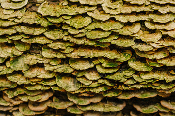 Close-up of layered green and brown bracket fungi growing densely on the surface of a decaying tree...
