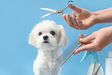 Female groomer with grooming accessories taking care of cute Maltese dog on blue background