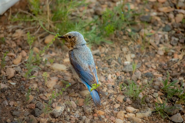 Mountain blue bird in Wyoming prairie 