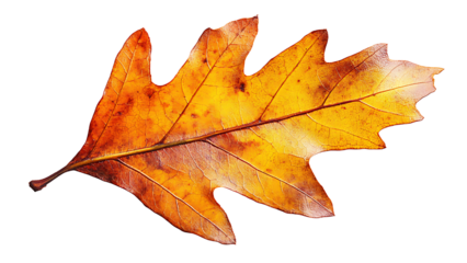Autumn oak leaves emerge in yellow and orange hues. The leaves are isolated on a transparent background and have visible stems.